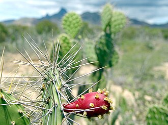 Naturaleza Macanao